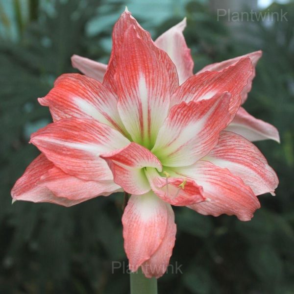 Double Giant Amadeus Amaryllis Bulbs - Image 4