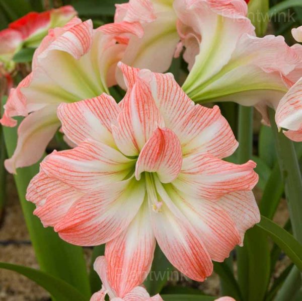 Double Giant Amadeus Amaryllis Bulbs