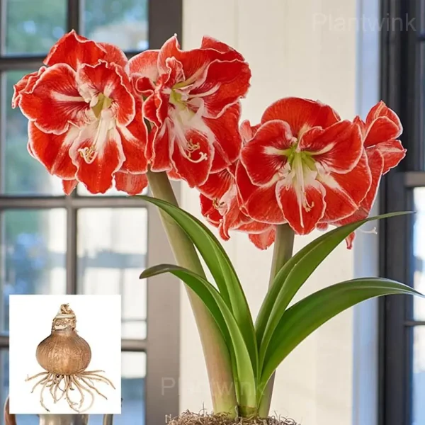 Samba Amaryllis Bulbs - Image 2