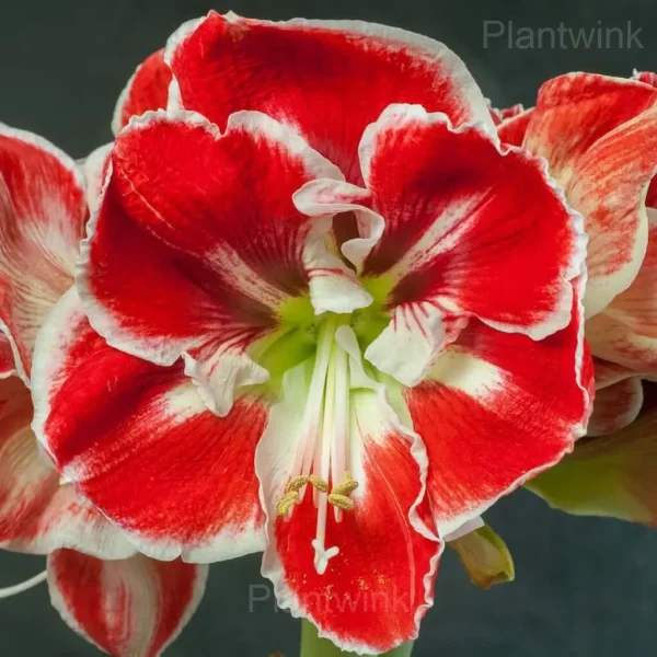 Samba Amaryllis Bulbs