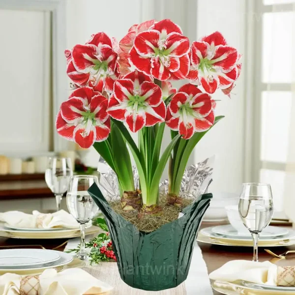 Samba Amaryllis Bulbs - Image 3