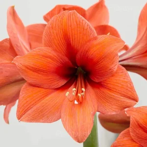 Rare Amaryllis Bulbs - 7🟧, 10 Bulbs💕