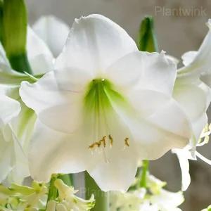 Rare Amaryllis Bulbs - 10⬜, 2 Bulbs🌱