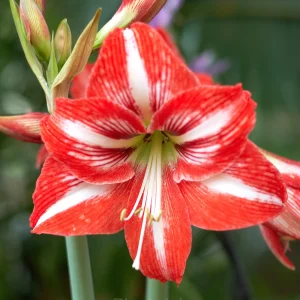 Rare Amaryllis Bulbs - 25🟥⬜, 10 Bulbs💕