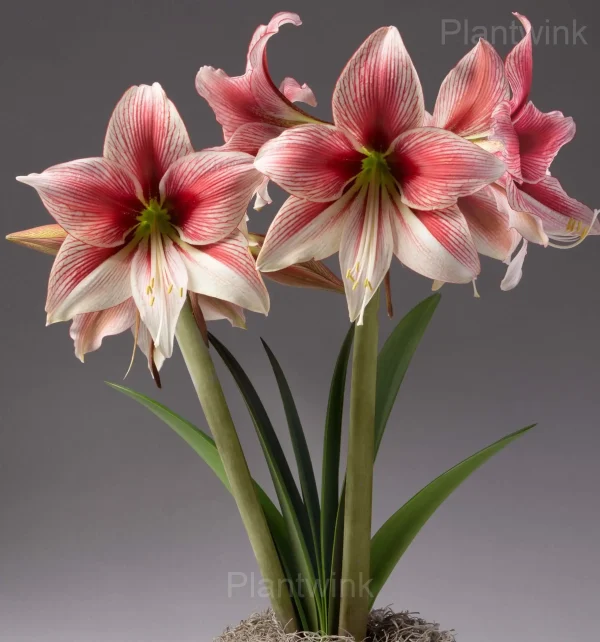 Glee Amaryllis Bulbs - Image 7