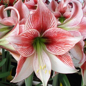 Glee Amaryllis Bulbs - 10 Bulbs💛