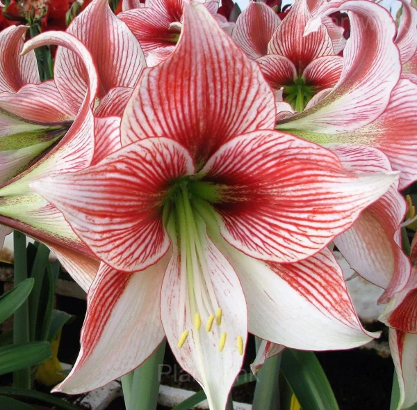 Glee Amaryllis Bulbs