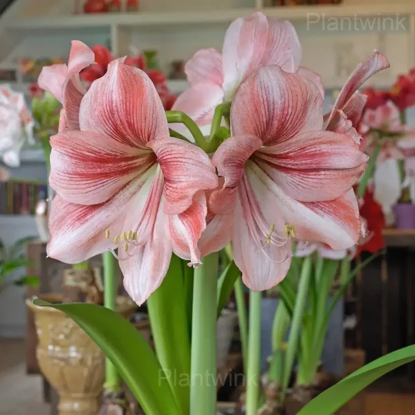 Glee Amaryllis Bulbs - Image 3