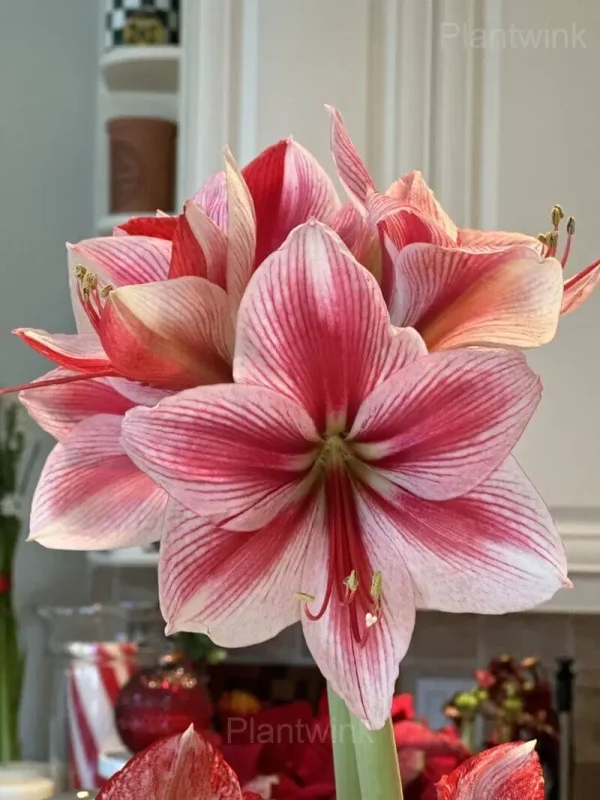 Glee Amaryllis Bulbs - Image 8