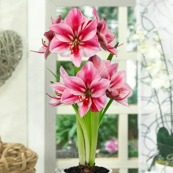 Glee Amaryllis Bulbs - Image 4