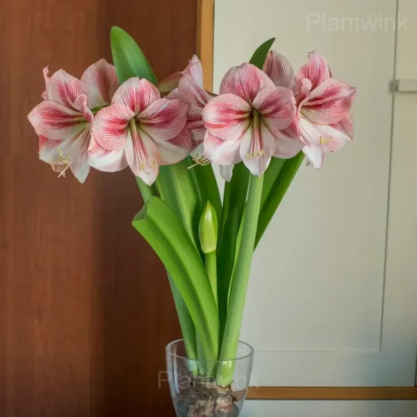 Glee Amaryllis Bulbs - Image 2