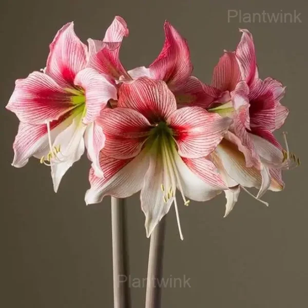 Glee Amaryllis Bulbs - Image 5