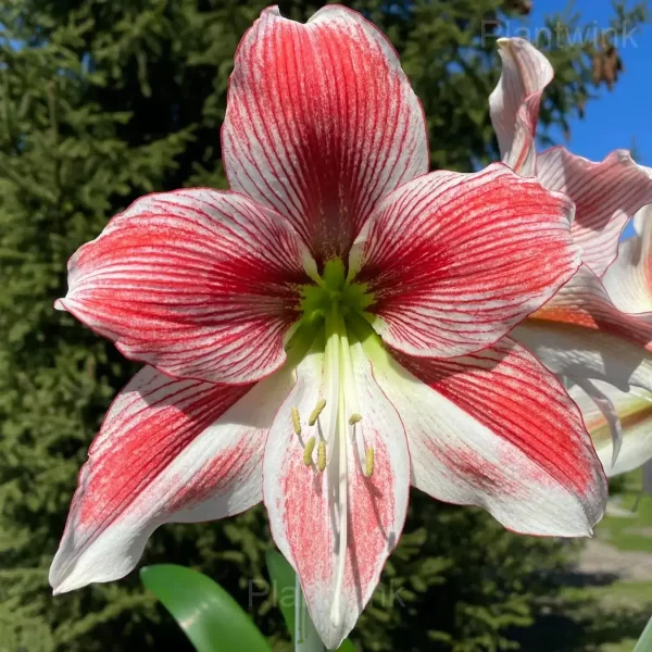 Glee Amaryllis Bulbs - Image 6