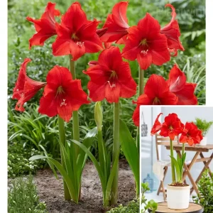 Red Pearl Amaryllis Bulbs - 2 Bulbs💕