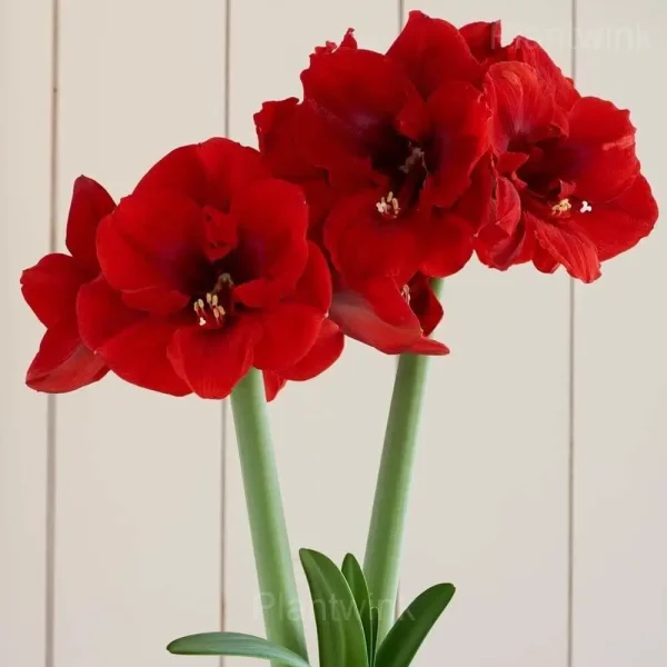 Red Pearl Amaryllis Bulbs - Image 6