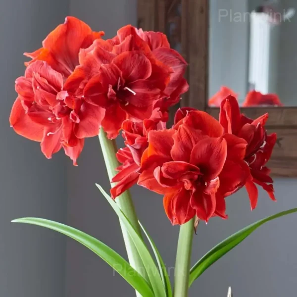Red Pearl Amaryllis Bulbs - Image 2