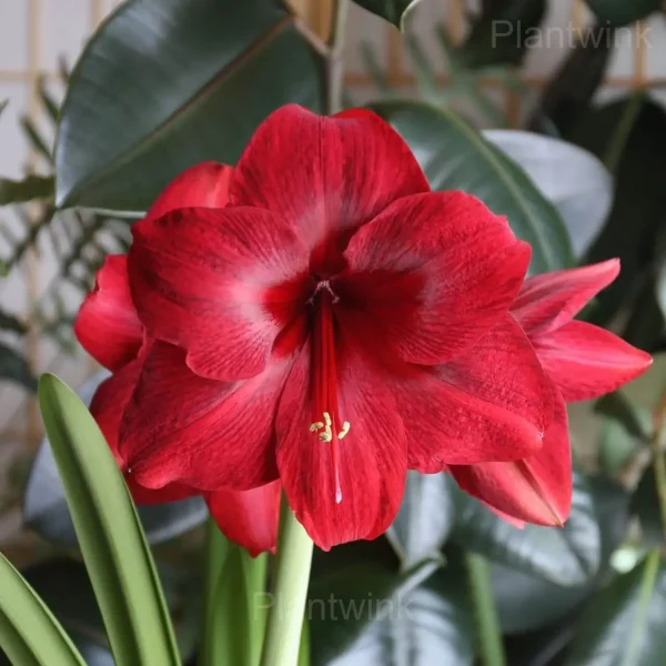 Red Pearl Amaryllis Bulbs - Image 3