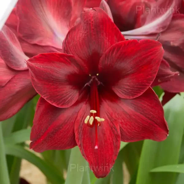 Red Pearl Amaryllis Bulbs - Image 7