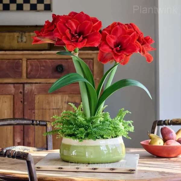 Red Pearl Amaryllis Bulbs - Image 4