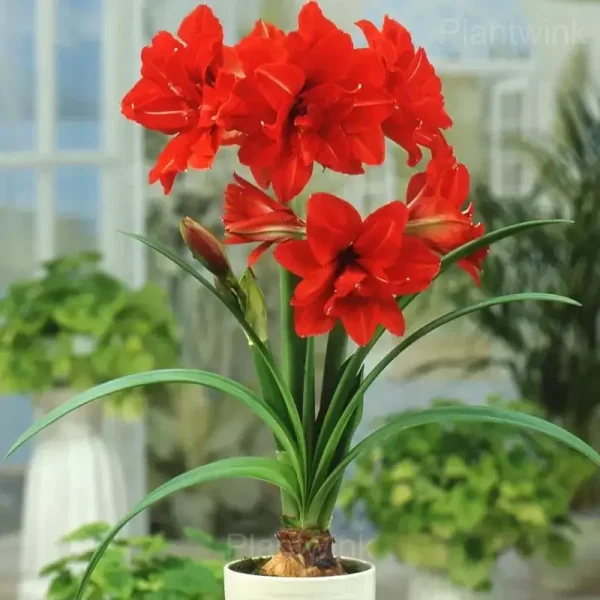 Red Pearl Amaryllis Bulbs - Image 5