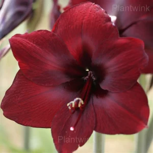 Deep Red Amaryllis Bulbs - 3 Bulbs💕🔥