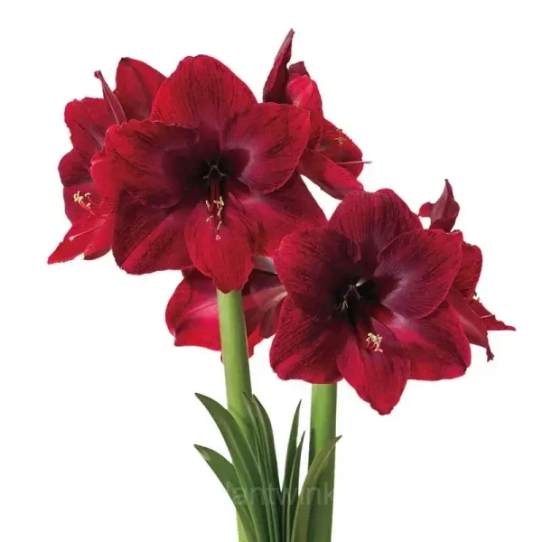 Deep Red Amaryllis Bulbs - Image 4