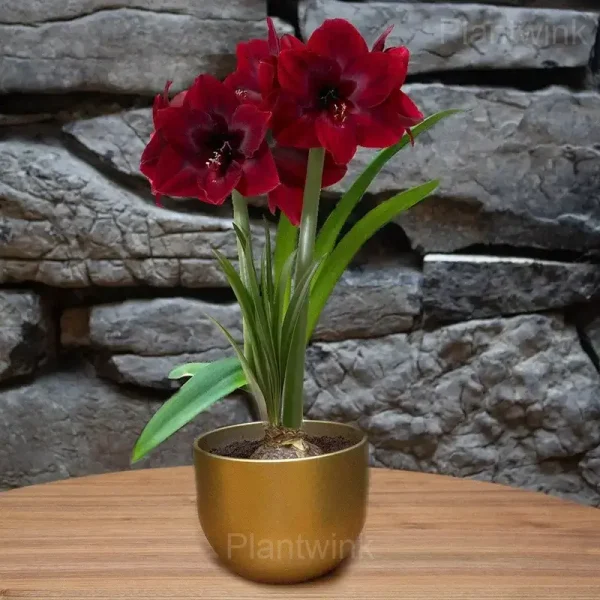 Deep Red Amaryllis Bulbs - Image 2