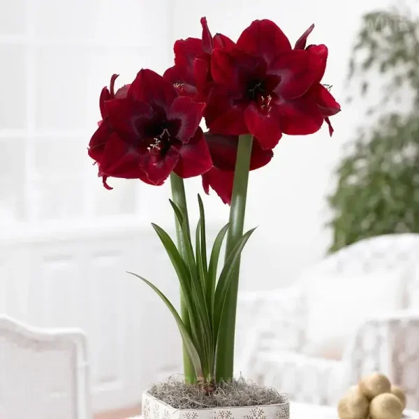 Deep Red Amaryllis Bulbs - Image 3