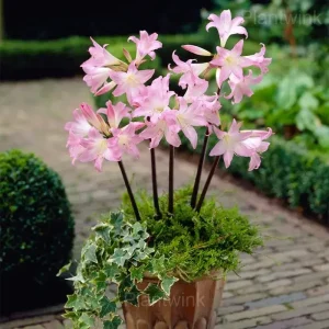 Belladonna Amaryllis Bulbs - 2 Bulbs👍