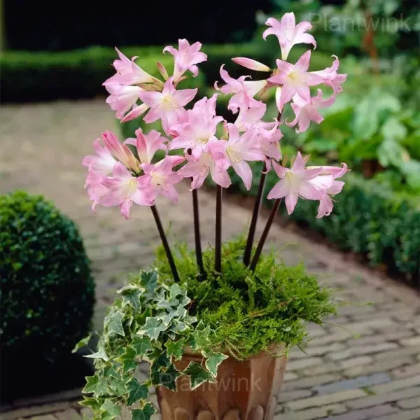 Belladonna Amaryllis Bulbs