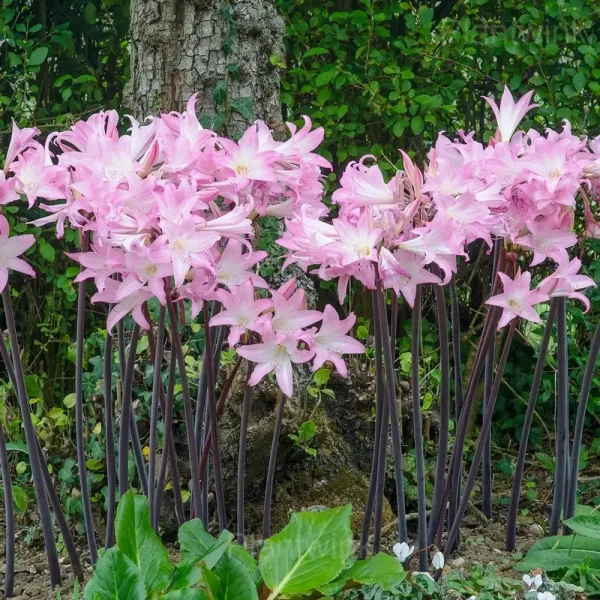 Belladonna Amaryllis Bulbs - Image 5