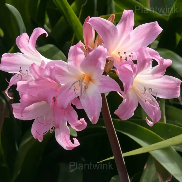 Belladonna Amaryllis Bulbs - Image 4