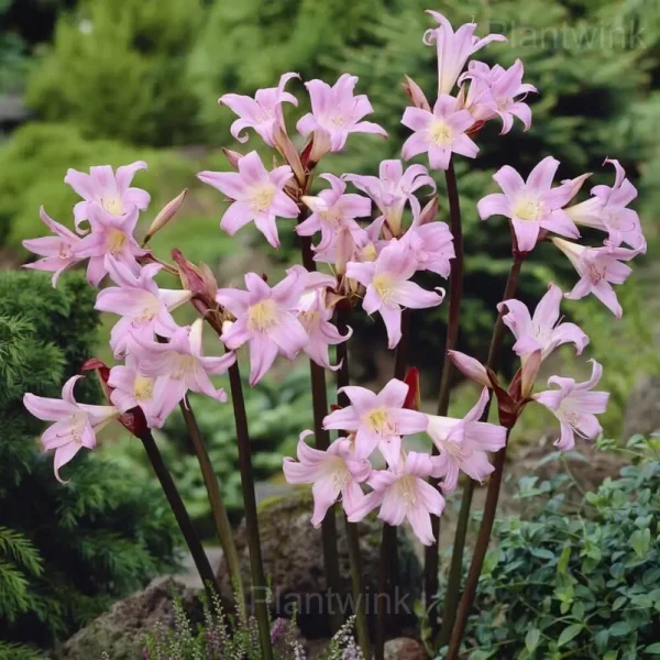 Belladonna Amaryllis Bulbs - Image 3