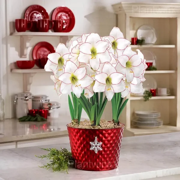 Picasso Amaryllis Bulbs - Image 3