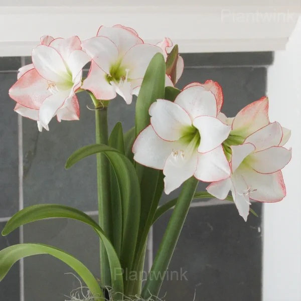 Picasso Amaryllis Bulbs - Image 4
