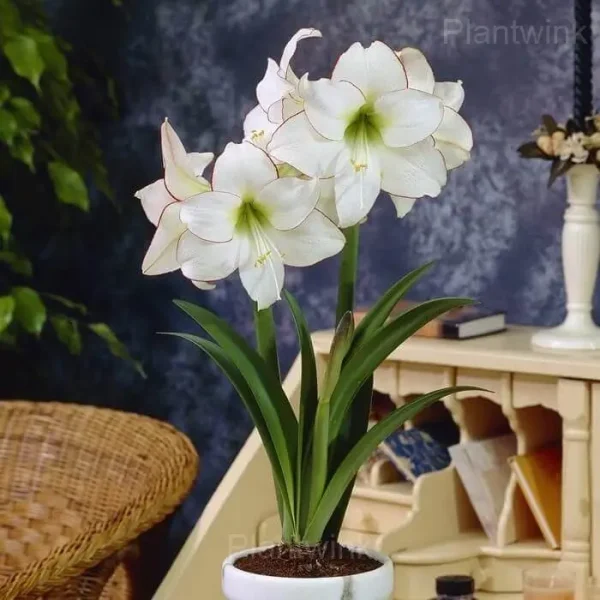 Picasso Amaryllis Bulbs - Image 5