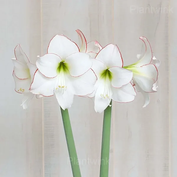 Picasso Amaryllis Bulbs - Image 2