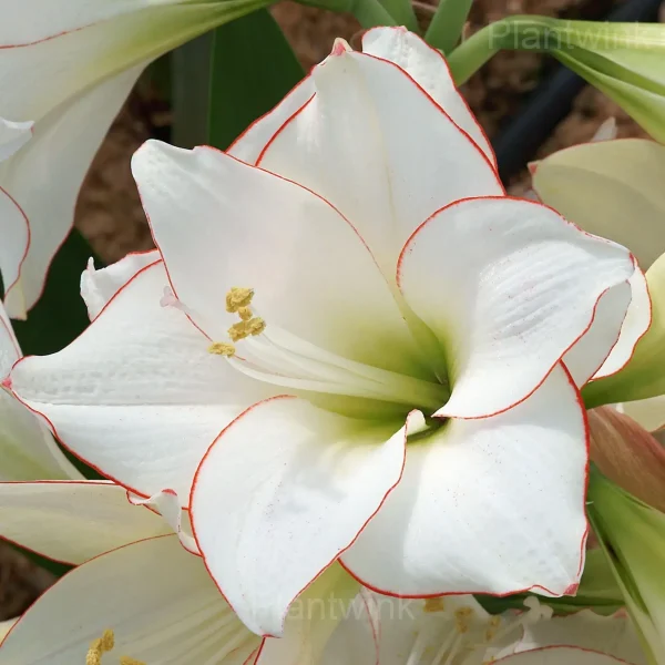 Picasso Amaryllis Bulbs