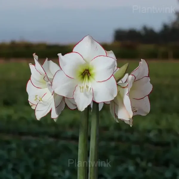 Picasso Amaryllis Bulbs - Image 7