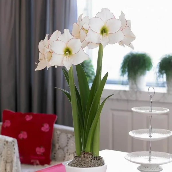 Picasso Amaryllis Bulbs - Image 6