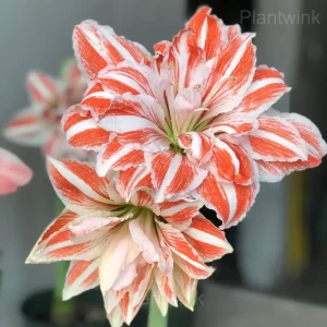 Dancing Queen Amaryllis Bulbs - 2 Bulbs🔥