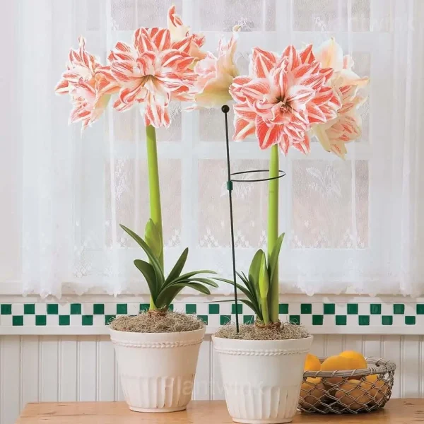 Dancing Queen Amaryllis Bulbs - Image 7