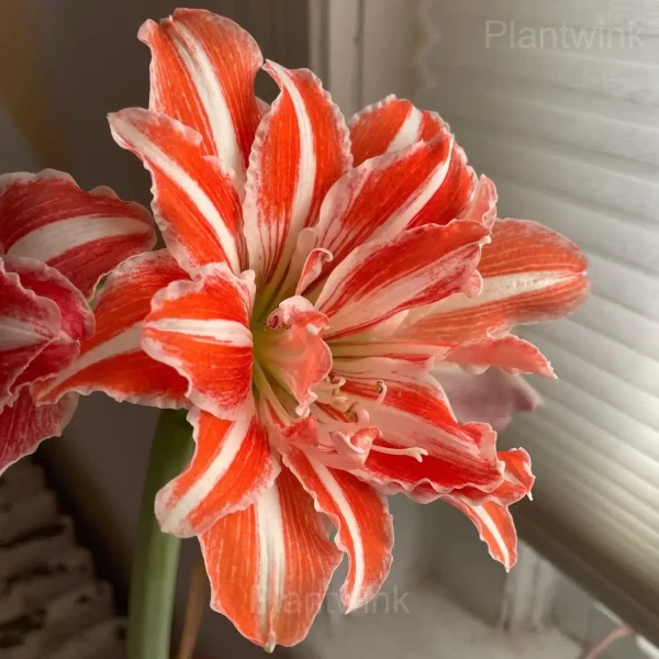 Dancing Queen Amaryllis Bulbs - Image 2