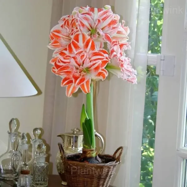Dancing Queen Amaryllis Bulbs - Image 3