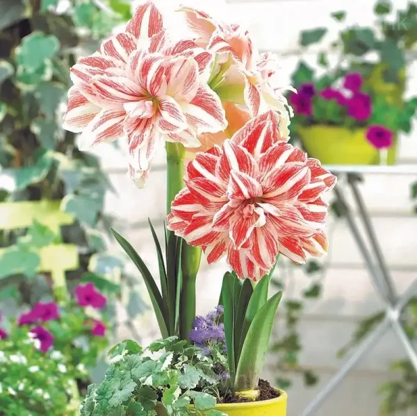 Dancing Queen Amaryllis Bulbs - Image 4
