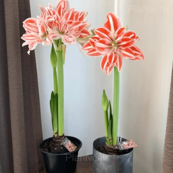 Dancing Queen Amaryllis Bulbs - Image 5