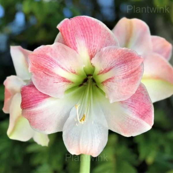 Apple Blossom Amaryllis Bulbs - Image 6