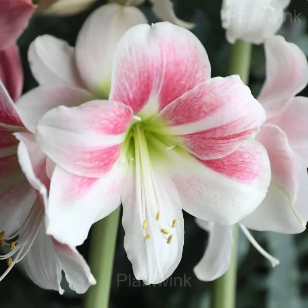 Apple Blossom Amaryllis Bulbs - Image 2