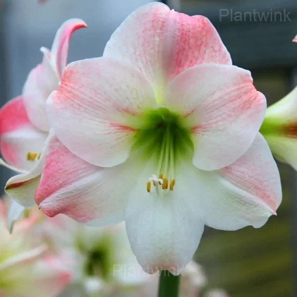 Apple Blossom Amaryllis Bulbs - Image 7