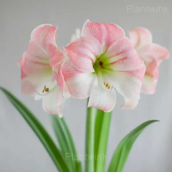 Apple Blossom Amaryllis Bulbs - Image 3